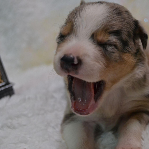 Изображение питомца