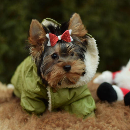 Изображение питомца