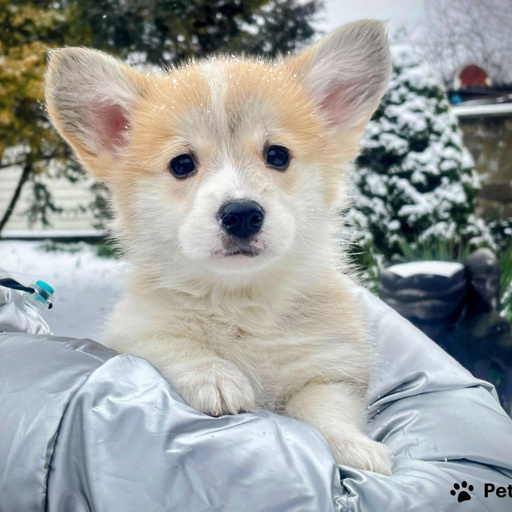 Изображение питомца