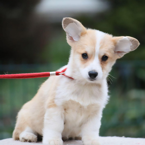 Изображение питомца