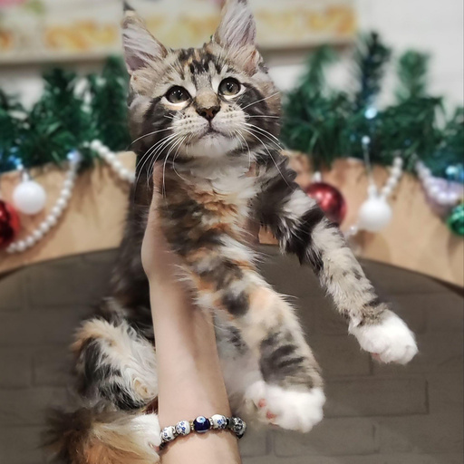 Изображение питомца