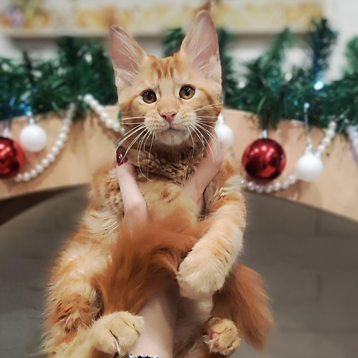 Изображение питомца