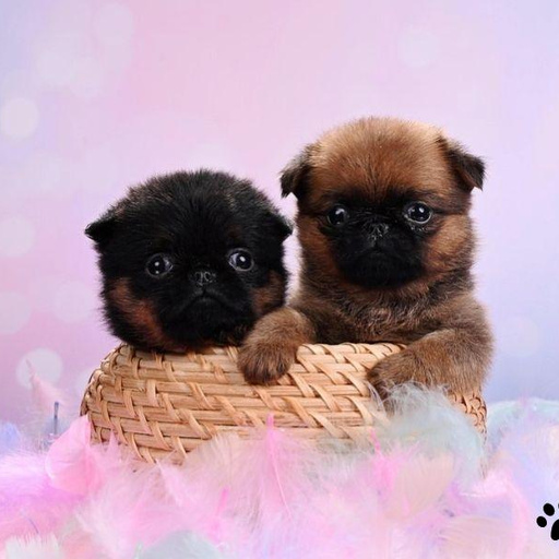 Изображение питомца