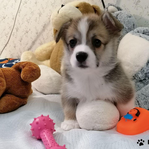 Изображение питомца