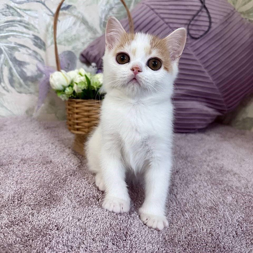 Изображение питомца