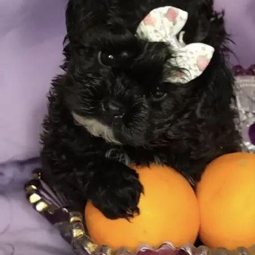 Изображение питомца