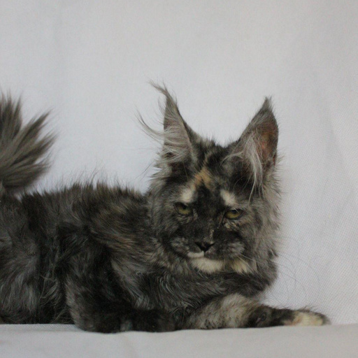 Изображение питомца