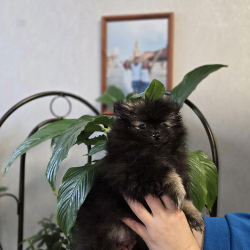 Изображение питомца