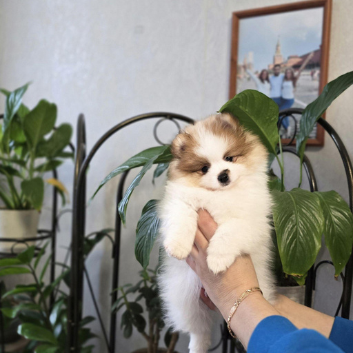 Изображение питомца