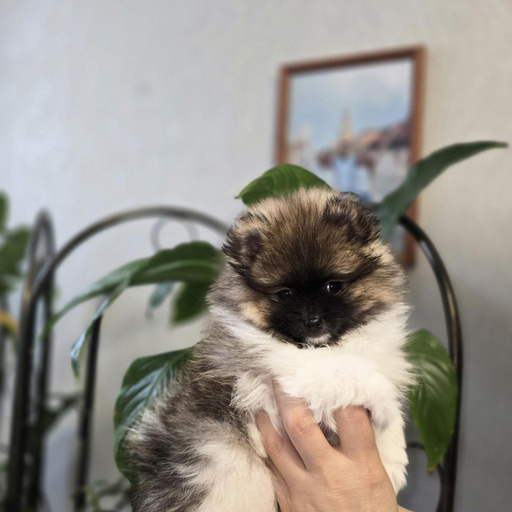 Изображение питомца