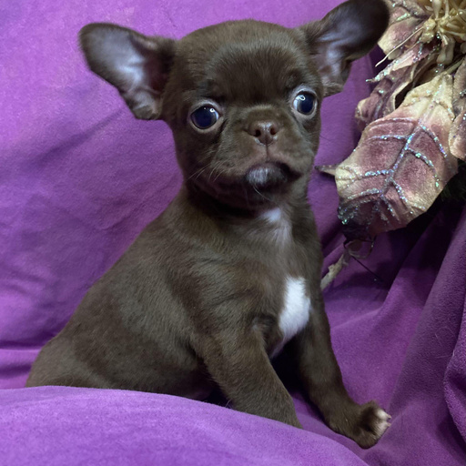 Изображение питомца