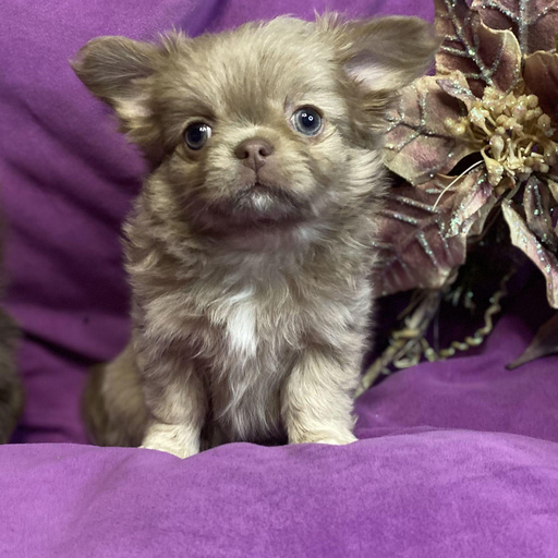 Изображение питомца