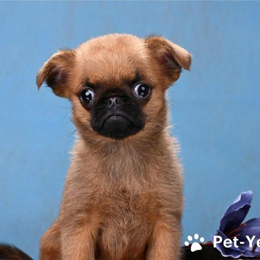 Изображение питомца