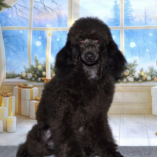 Изображение питомца