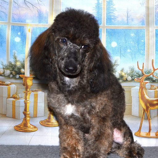 Изображение питомца