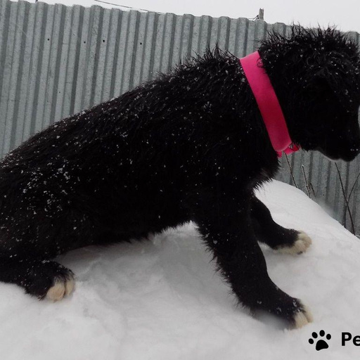 Изображение питомца