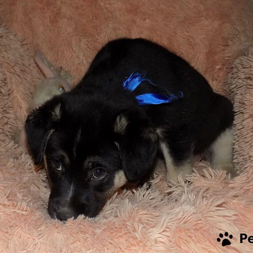 Изображение питомца