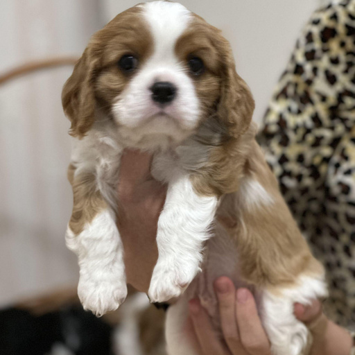 Изображение питомца