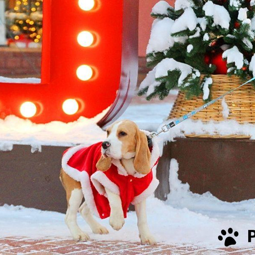 Изображение питомца