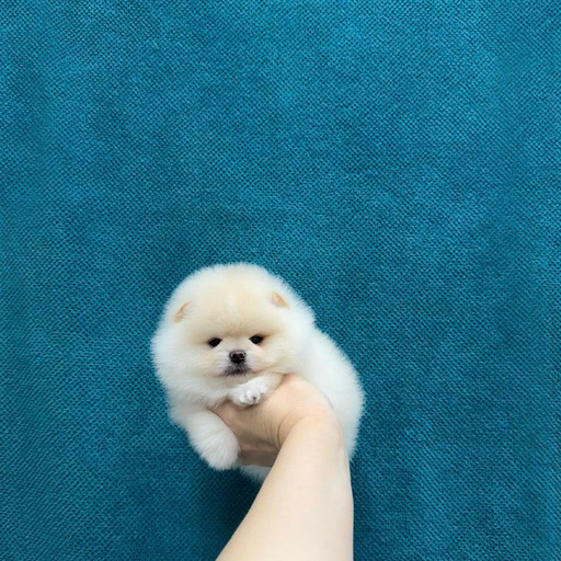 Изображение питомца