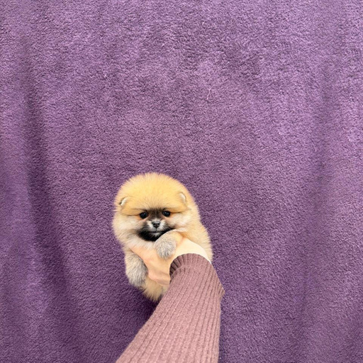 Изображение питомца