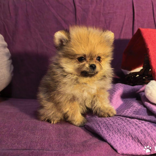 Изображение питомца