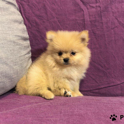 Изображение питомца