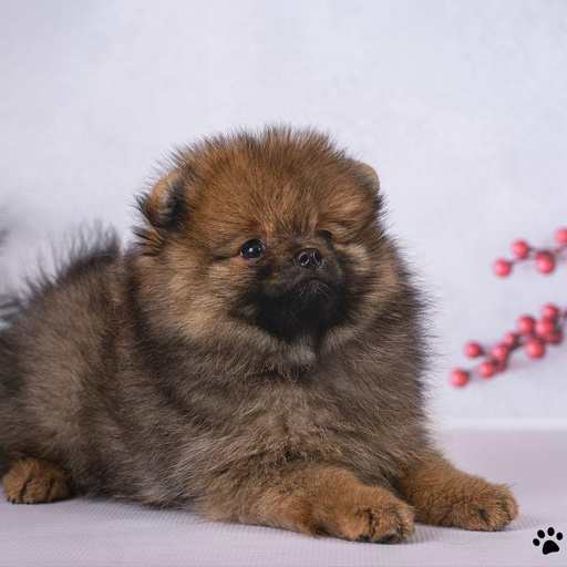 Изображение питомца