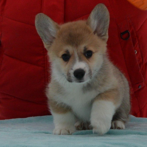 Изображение питомца