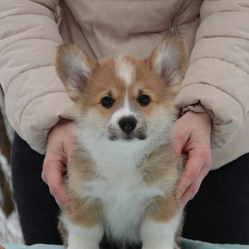 Изображение питомца