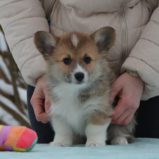 Изображение питомца