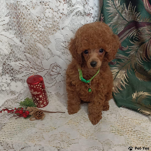 Изображение питомца