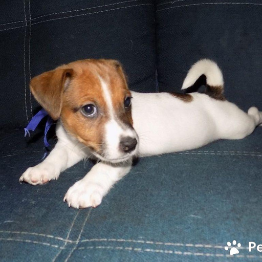 Изображение питомца