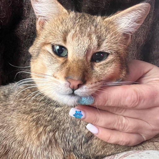 Изображение питомца