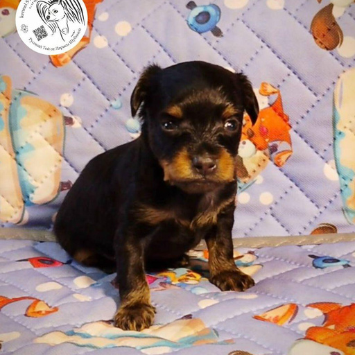 Изображение питомца