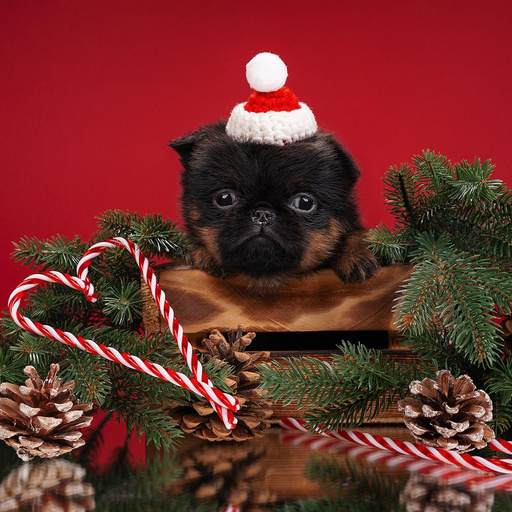 Изображение питомца