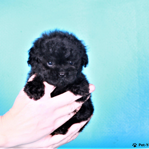 Изображение питомца