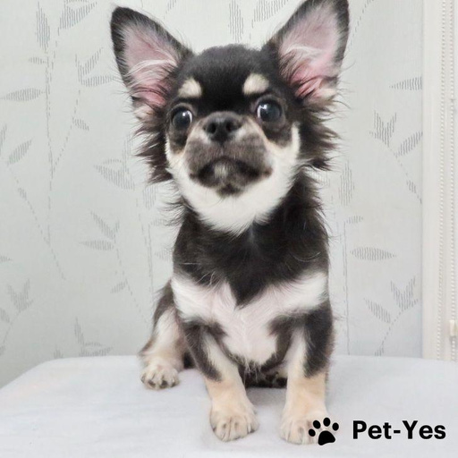 Изображение питомца