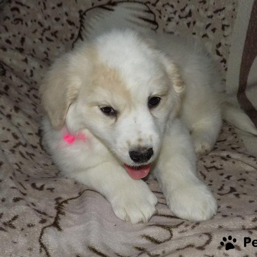 Изображение питомца