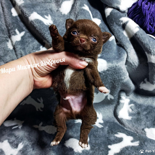 Изображение питомца