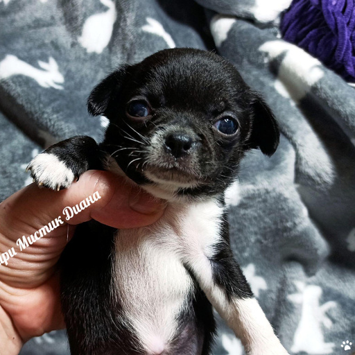 Изображение питомца