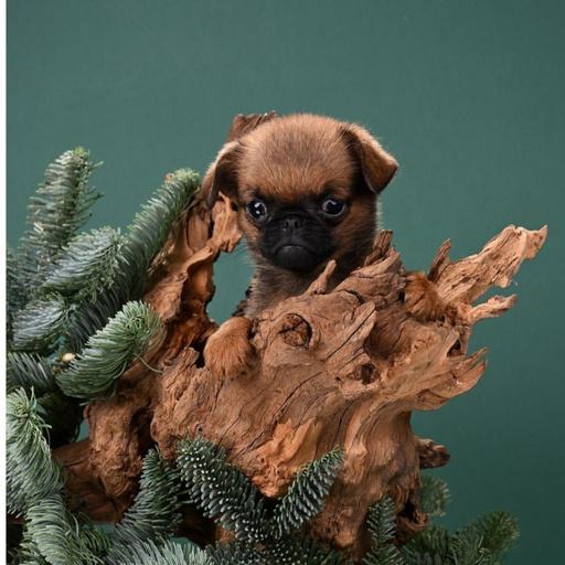 Изображение питомца