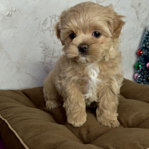 Изображение питомца