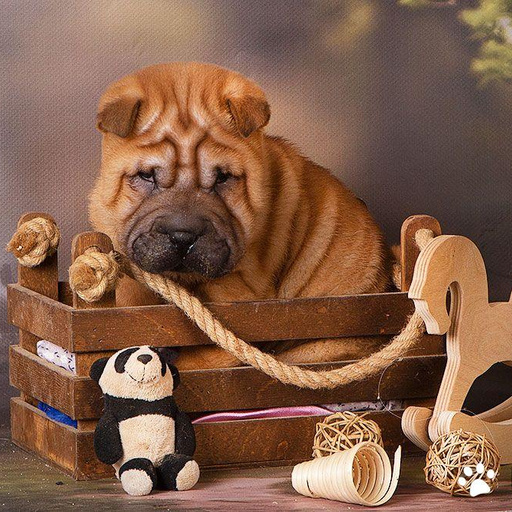 Изображение питомца