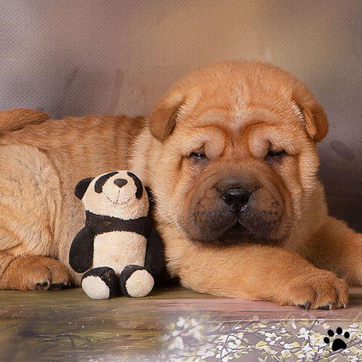 Изображение питомца