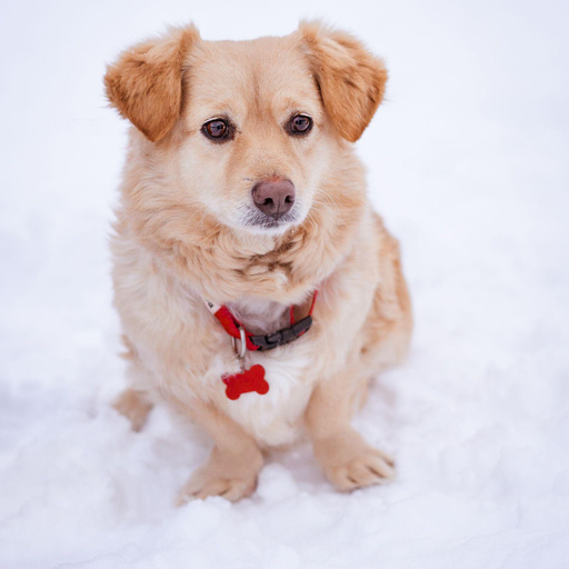 Изображение питомца