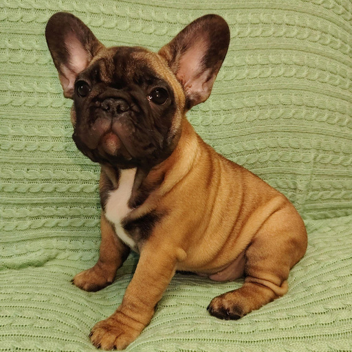 Изображение питомца