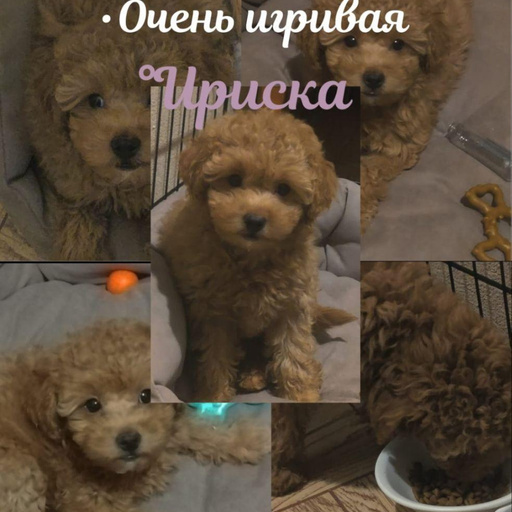 Изображение питомца
