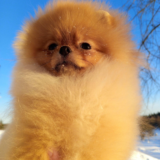 Изображение питомца