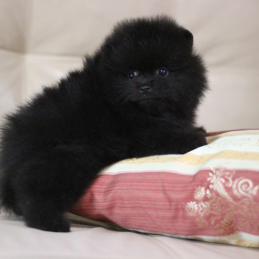 Изображение питомца